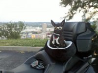 2010-06-29-Teddy-Doggles2.jpg