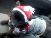 SantaTeddy.jpg
