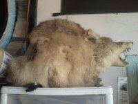 Coyote Helmet.jpg
