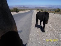 2-Cold Creek mare & colt.jpg