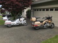 Video Goldwings.jpg
