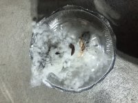 BEEBEBBC-E4BC-4B06-9A42-A537AB9A1CC3.jpeg