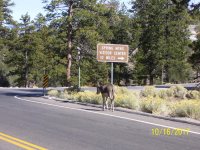 3-Lee Canyon burro 16 Oct 2017.jpg