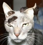 CatRat.jpg