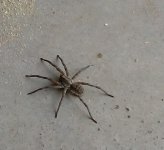spider.jpg