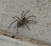 wolf-spider.jpg