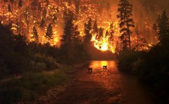 Fire and Deer.jpg