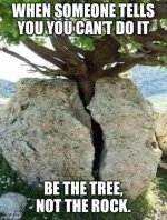 tree.jpg