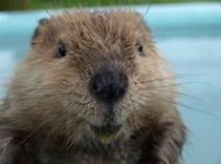 beaver2.jpg