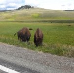 Bison5.jpg