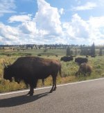 Bison7.jpg