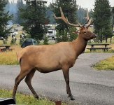 Elk 1.jpg