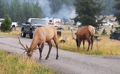 Elk 2.jpg