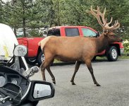 Elk 3.jpg