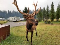 Elk 4.jpg