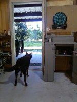 dog.jpg