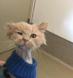Cat-Old.jpg