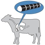 Cow Magnet.jpg
