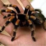 Tarantula.jpg