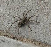 spider.jpg