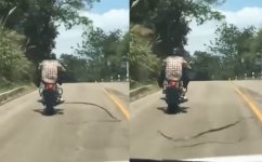 snake-attack-motorbike.jpg