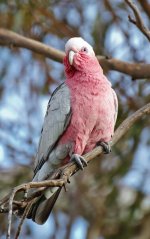 Galah.jpg