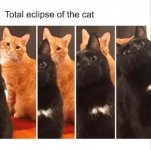 Cat eclipse.jpg