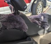 Sheep Skin.jpg