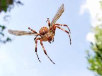 flying_spider.jpg