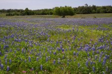 BlueBells.jpg
