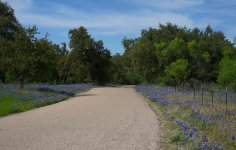 BlueBells03.jpg