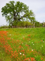 WildflowersTexas.jpg