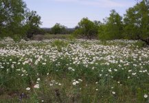 WildflowersTexas04.jpg