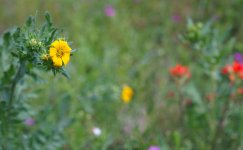 WildflowersTexas03.jpg