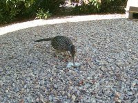 RoadrunnerMouse.jpg RoadrunnerMouse.jpg