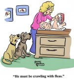 Fleas baby powder.jpg