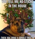 No sticks dog in house.jpg