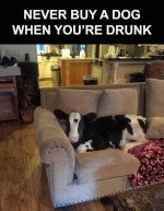 drunk dog.jpg