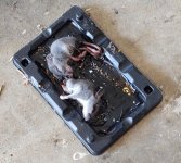 mouse 2.jpg
