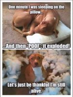 pillow exploded.jpg