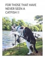 Cat fish.jpg