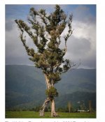 TREE BEARD KIWI ENT  .jpg