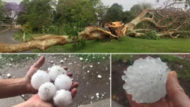 Large Hail Shattered Tree.webp