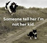 Holy cow.jpeg
