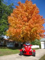 Spydee and fall tree - This tree is outstanding and spydee makes a nice contrast