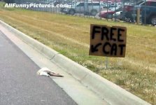 free-cat.jpg