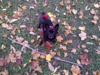 IMG_20121019_134511.jpg