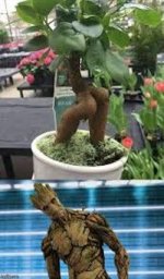 groot.jpeg