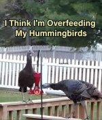 hummingbirds.jpg