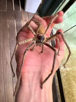 golden-huntsman-the-biggest-huntsman-spider-in-australia-v0-zqz7bqul4mfa1.webp